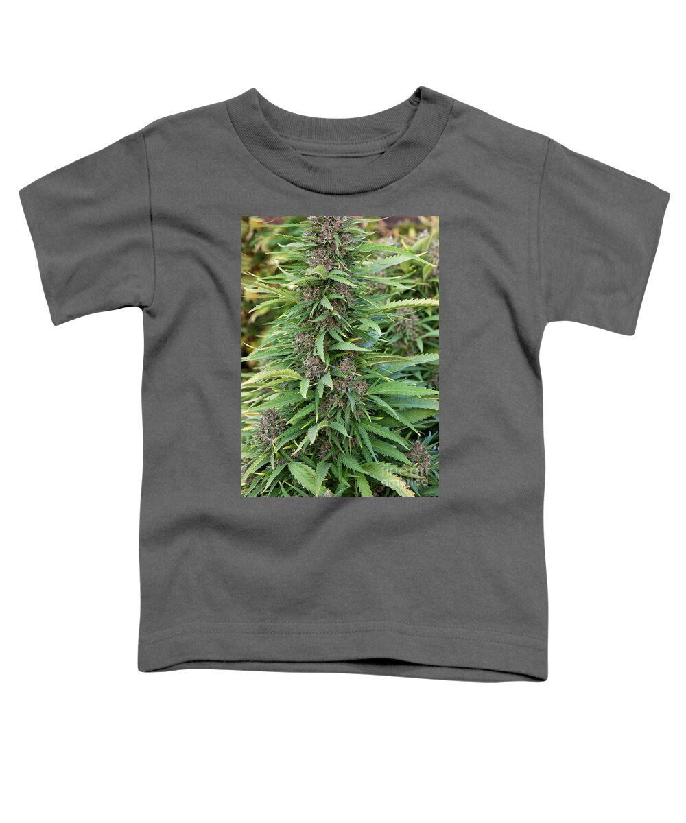 Cannabis Sativa Toddler T-Shirt featuring the photograph Medicinal Marijuana Growing #2 by Inga Spence