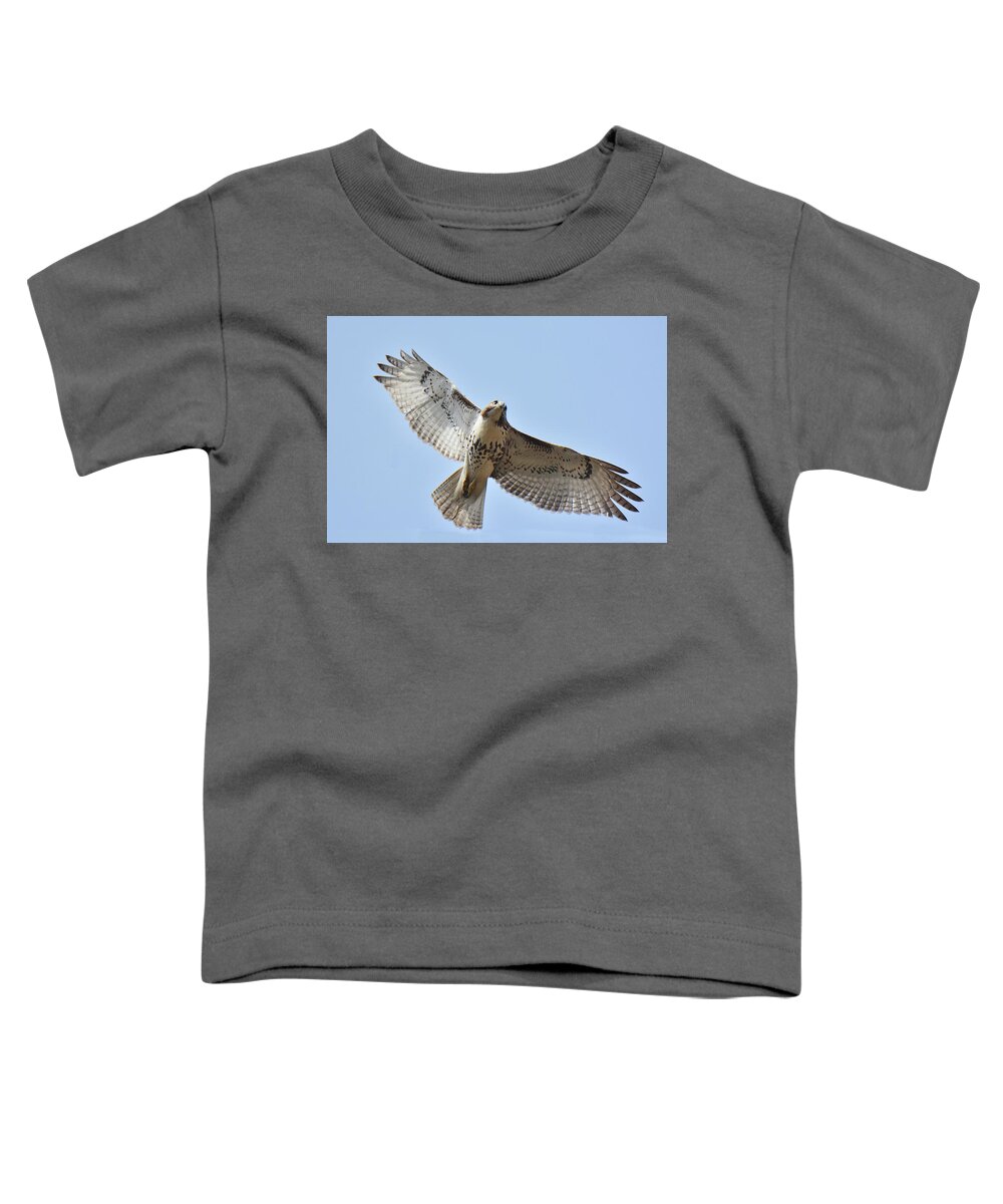 Bird Toddler T-Shirt featuring the photograph Red-tailed Hawk #2 by Alan Lenk