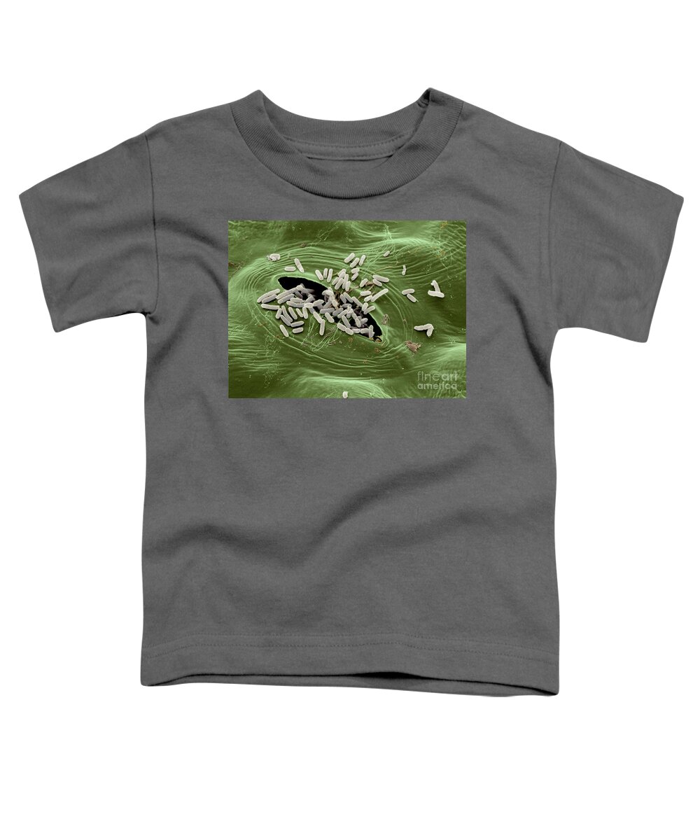 Escherichia Coli Toddler T-Shirt featuring the photograph Sem Of E. Coli Bacteria On Lettuce #4 by Scimat
