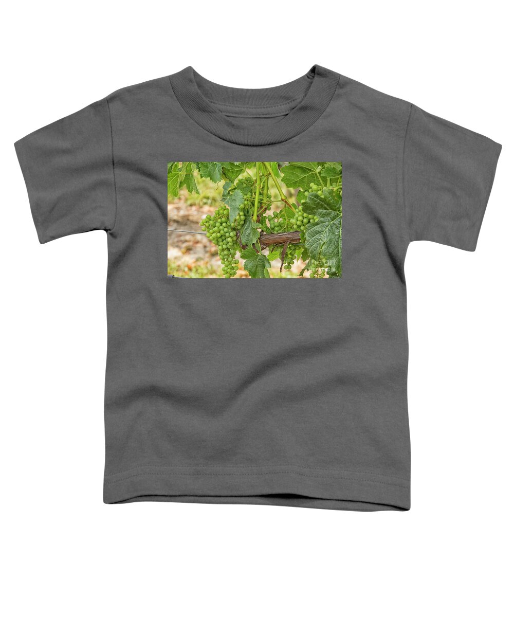 Agriculture Toddler T-Shirt featuring the photograph White grapes hanging in a vineyard by Patricia Hofmeester
