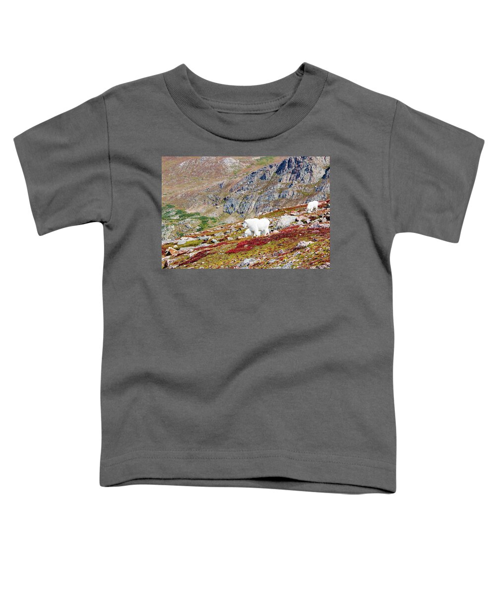 Goat Toddler T-Shirt featuring the photograph Mountain Goats on Mount Bierstadt in the Arapahoe National Fores #7 by Steven Krull