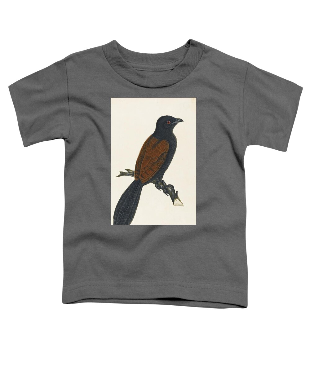 A Crow-pheasant Or Coucal Toddler T-Shirt featuring the painting A crow-pheasant or coucal by Company School