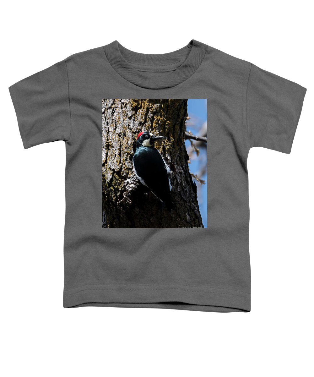 Acorn Woodpecker Toddler T-Shirt featuring the photograph Acorn Woodpecker by Michael Dawson