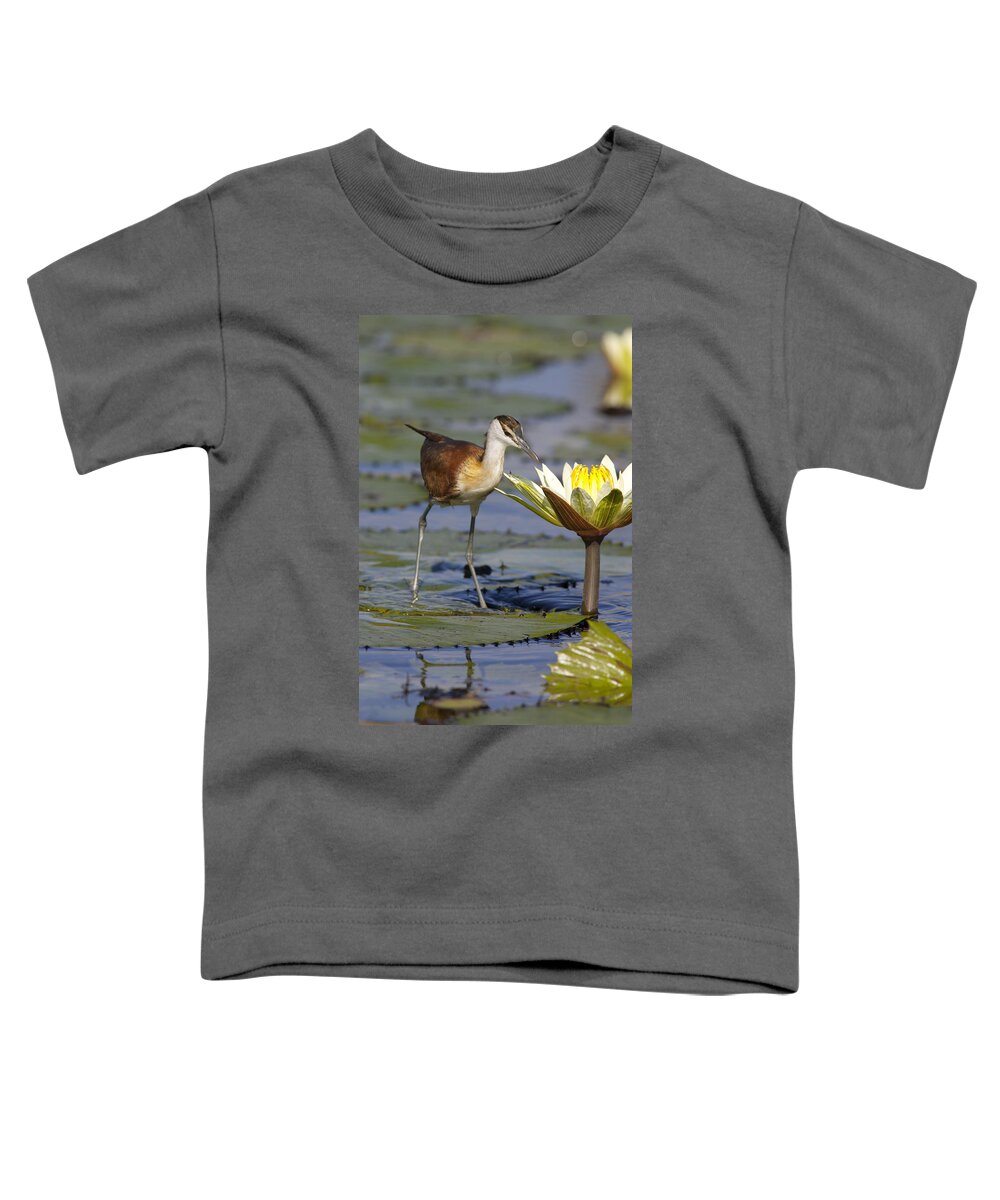 Mp Toddler T-Shirt featuring the photograph African Jacana Actophilornis Africanus by Matthias Breiter