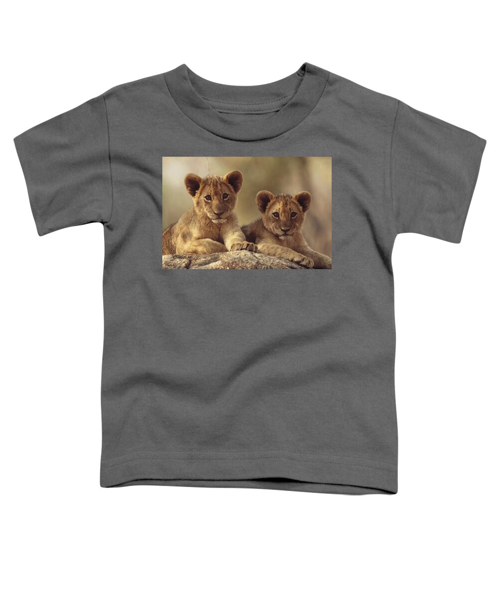 00171961 Toddler T-Shirt featuring the photograph African Lion Cubs Resting On A Rock by Tim Fitzharris