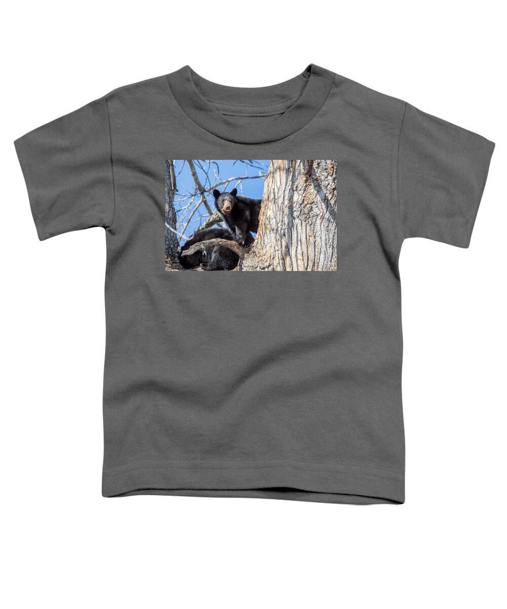 Sam Amato Photography Toddler T-Shirt featuring the photograph Alaska Black Bear Cub by Sam Amato