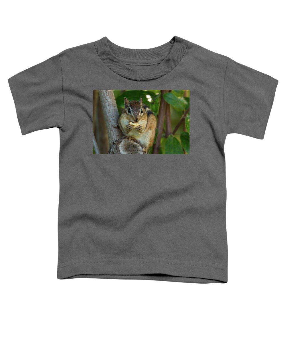 Alvin Chipmunk Nature Wildlife Wild Life Wilderness Outside Outdoors Natural Eating Snack Tree Ma Mass Massachusetts Brian Hale Brianhalephoto Toddler T-Shirt featuring the photograph Alvin Eating 2 by Brian Hale