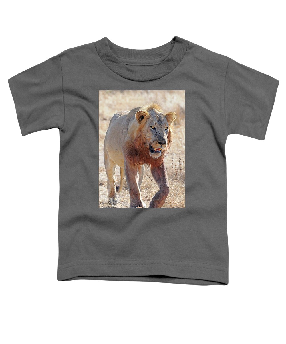 Lion Toddler T-Shirt featuring the photograph Approaching Lion by Ted Keller