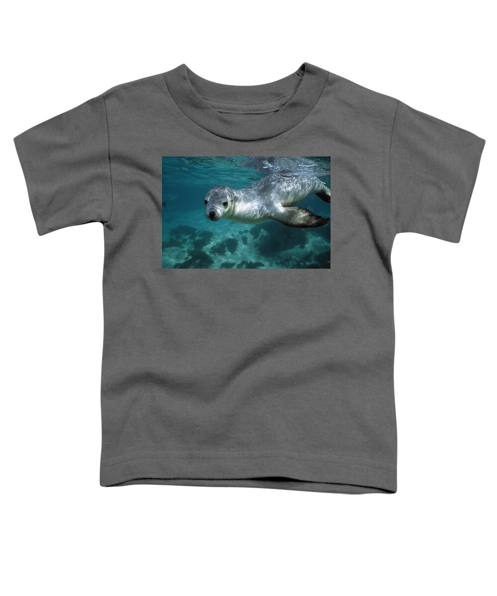 Mp Toddler T-Shirt featuring the photograph Australian Sea Lion by Hiroya Minakuchi