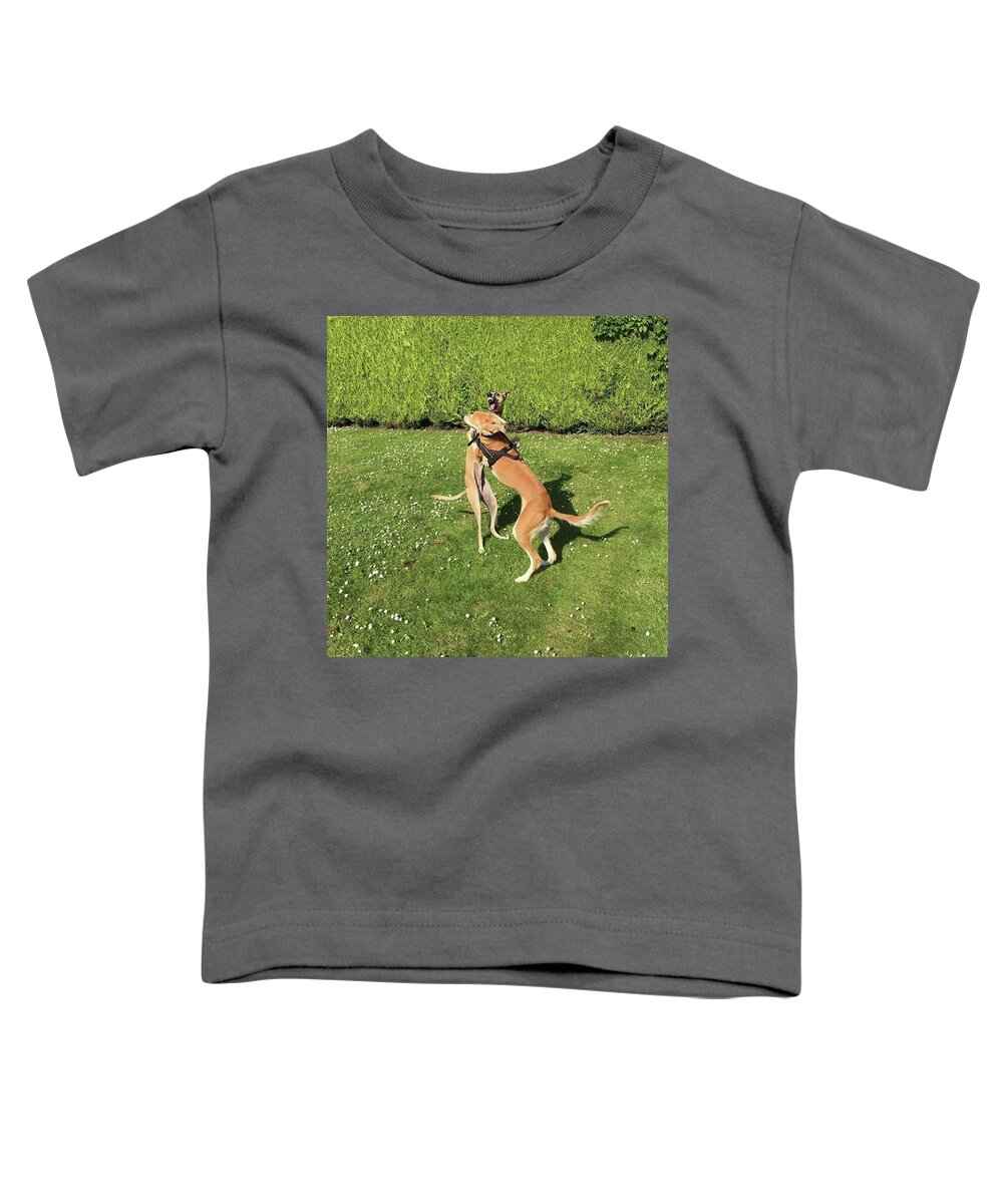 Persiangreyhound Toddler T-Shirt featuring the photograph Ava The Saluki And Finly The Lurcher by John Edwards