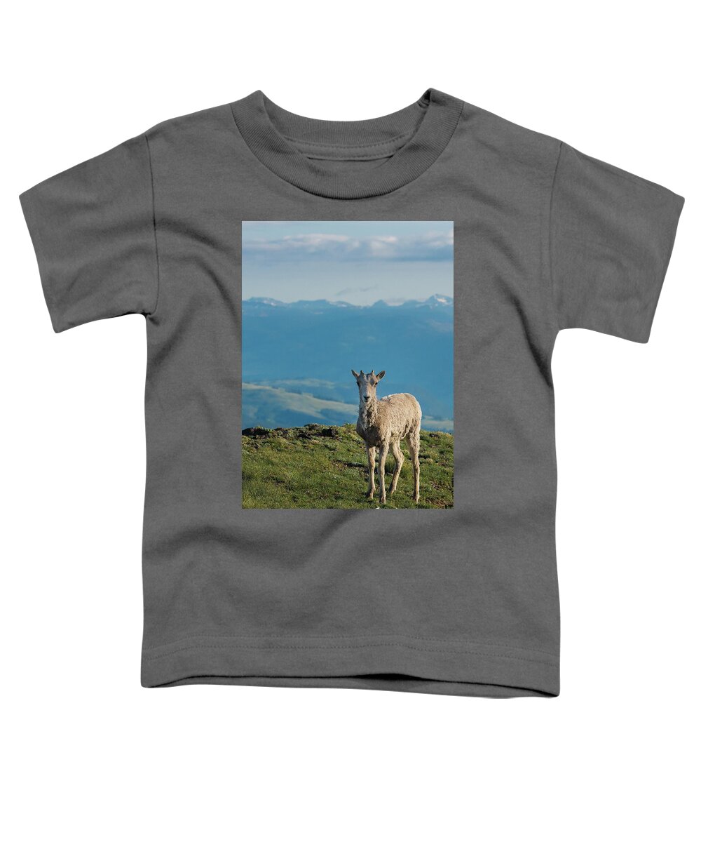Big Horn Sheep Toddler T-Shirt featuring the photograph Baby Big Horn Sheep by Joan Wallner