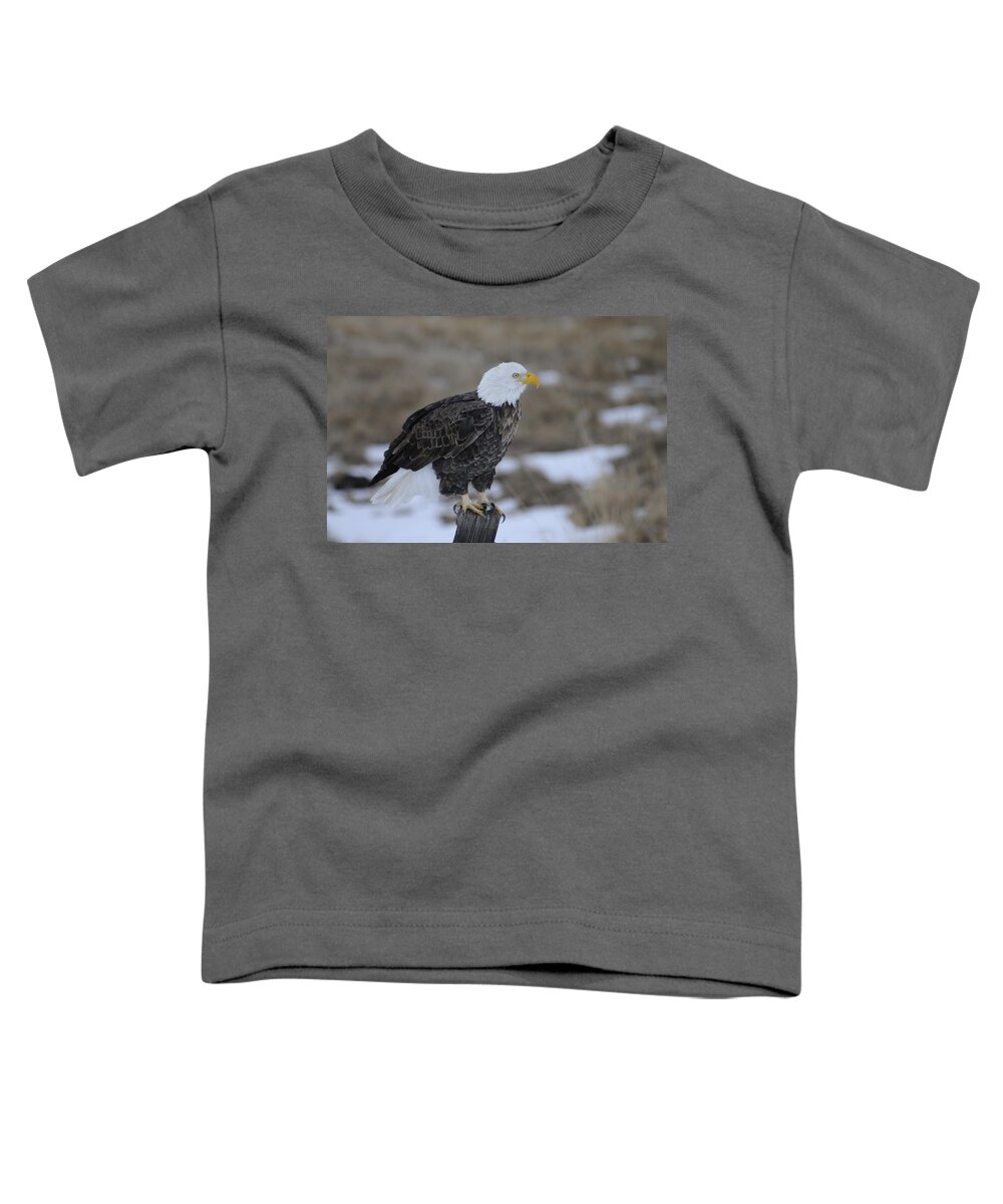 Bald Eagle Toddler T-Shirt featuring the photograph Bald Eagle by Gary Beeler