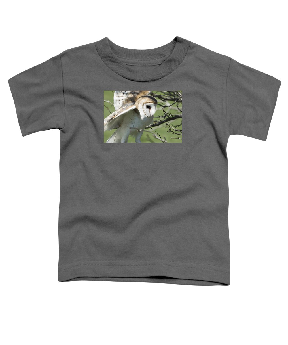 Barn Owl Landing Toddler T-Shirt featuring the photograph Barn Owl Landing by Tracy Winter