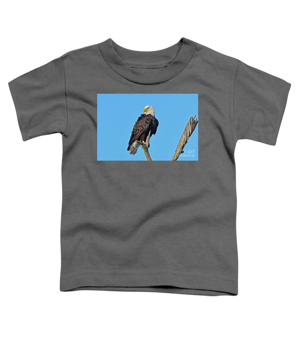 Bald Eagle Toddler T-Shirt featuring the photograph Beautiful Harriet by Liz Grindstaff