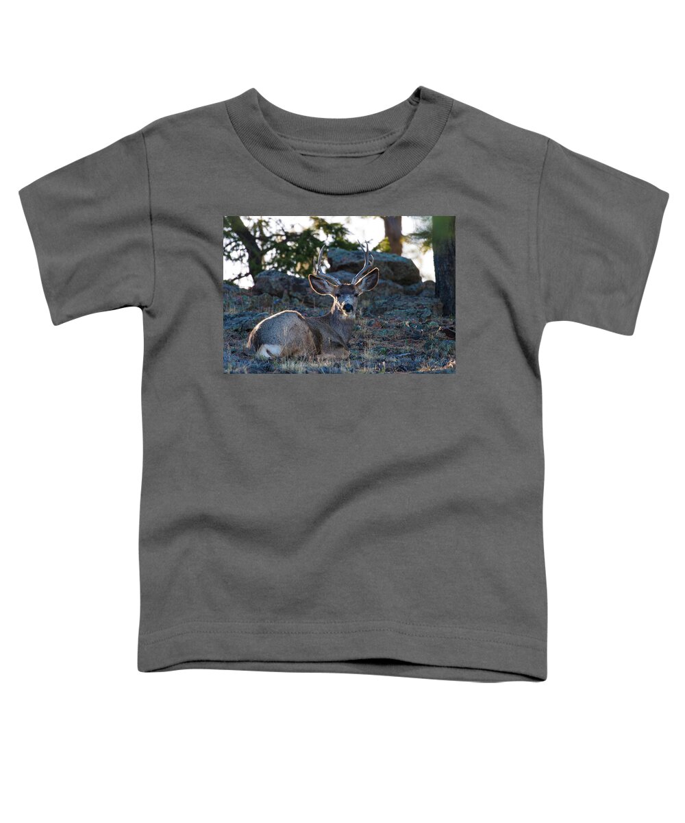 Mule Deer Toddler T-Shirt featuring the photograph Bed Down For The Evening by Mindy Musick King