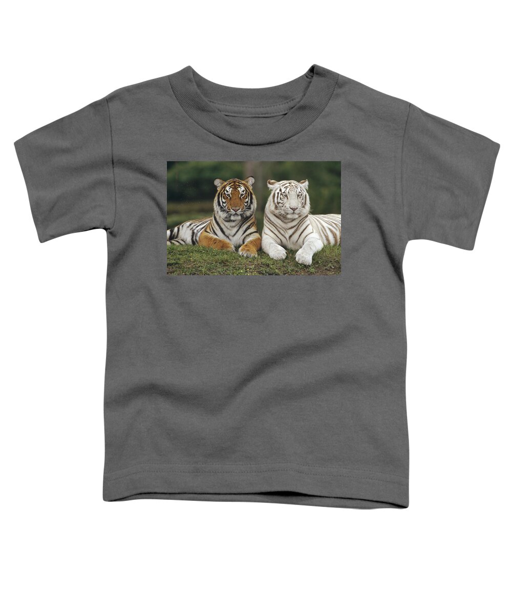 00761896 Toddler T-Shirt featuring the photograph Bengal Tiger Team by Konrad Wothe