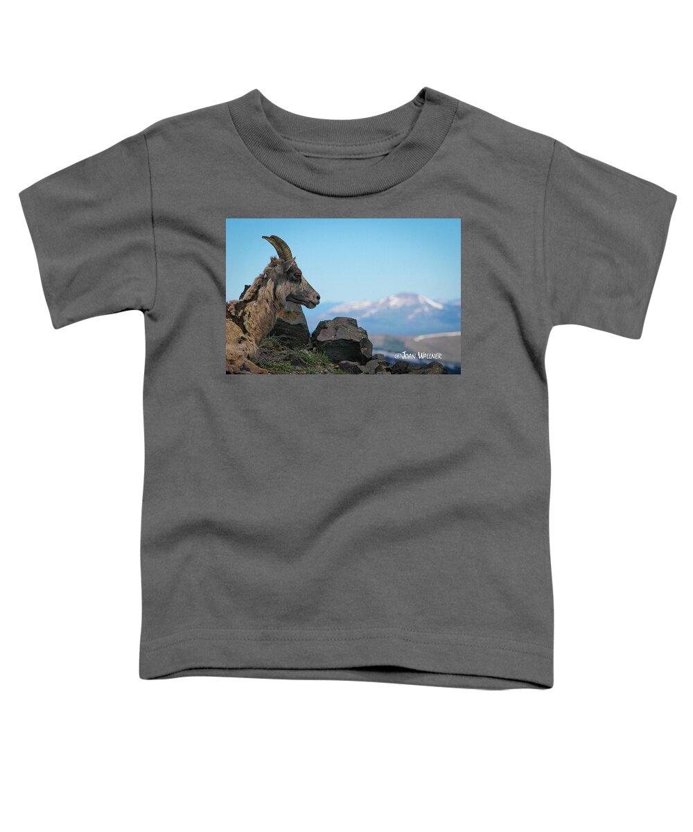 Big Horn Sheep Toddler T-Shirt featuring the photograph Big Horn Sheep by Joan Wallner