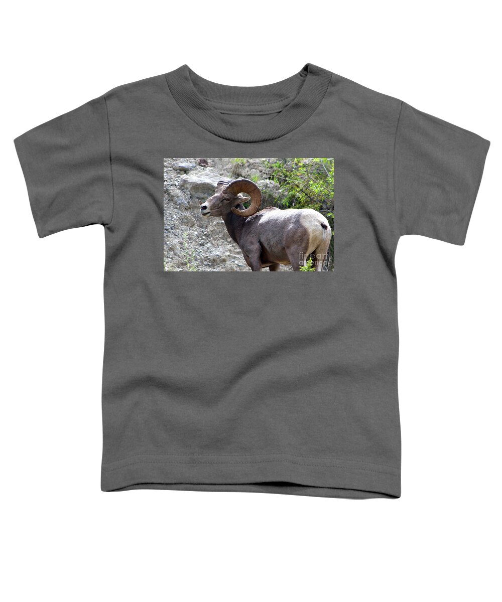 Animal Toddler T-Shirt featuring the photograph Bighorn Sheep Ram by Teresa Zieba