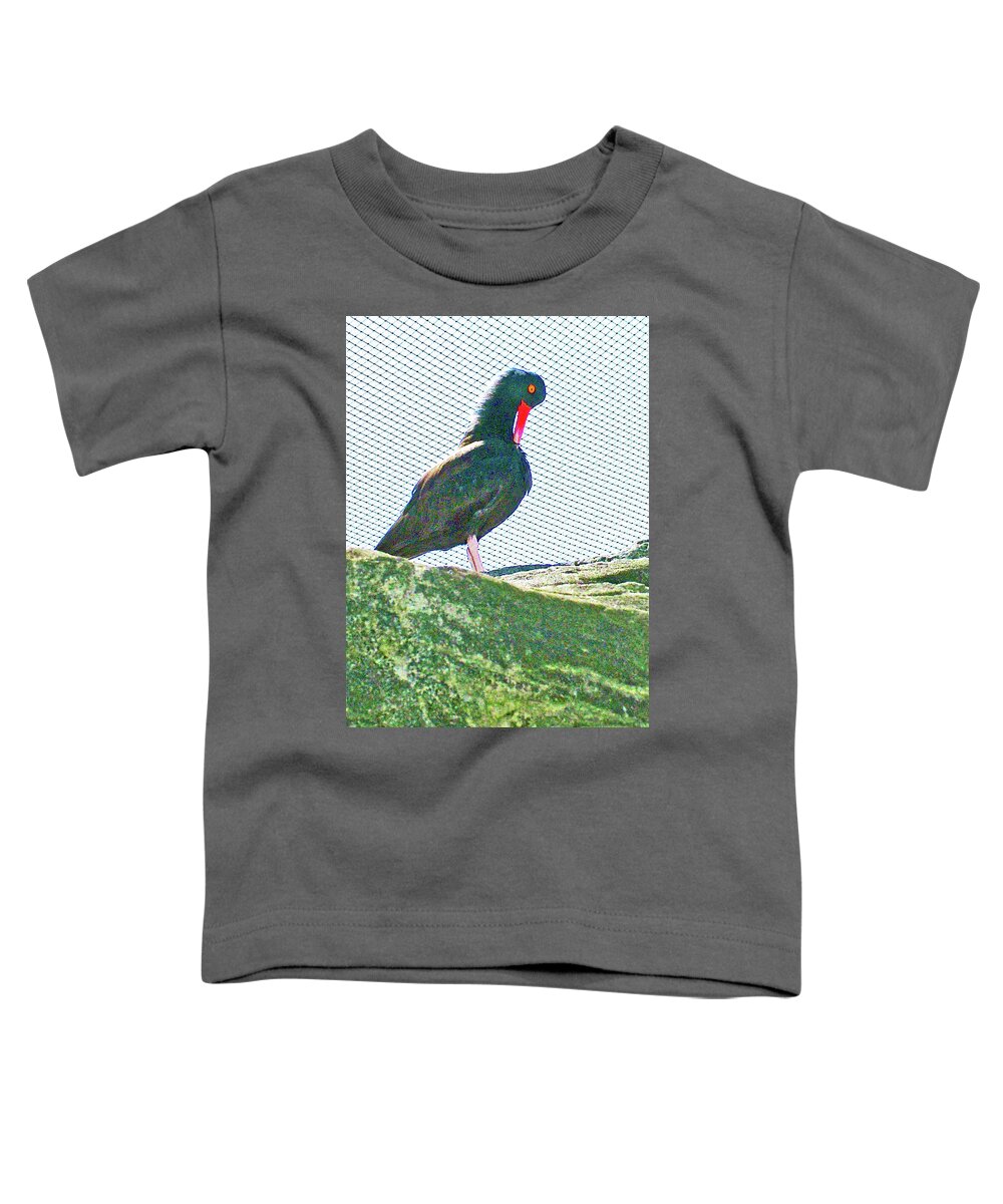 Black Oystercatcher In Oregon Coast Aquarium In Newport Toddler T-Shirt featuring the photograph Black Oystercatcher in Oregon Coast Aquarium in Newport, Oregon by Ruth Hager