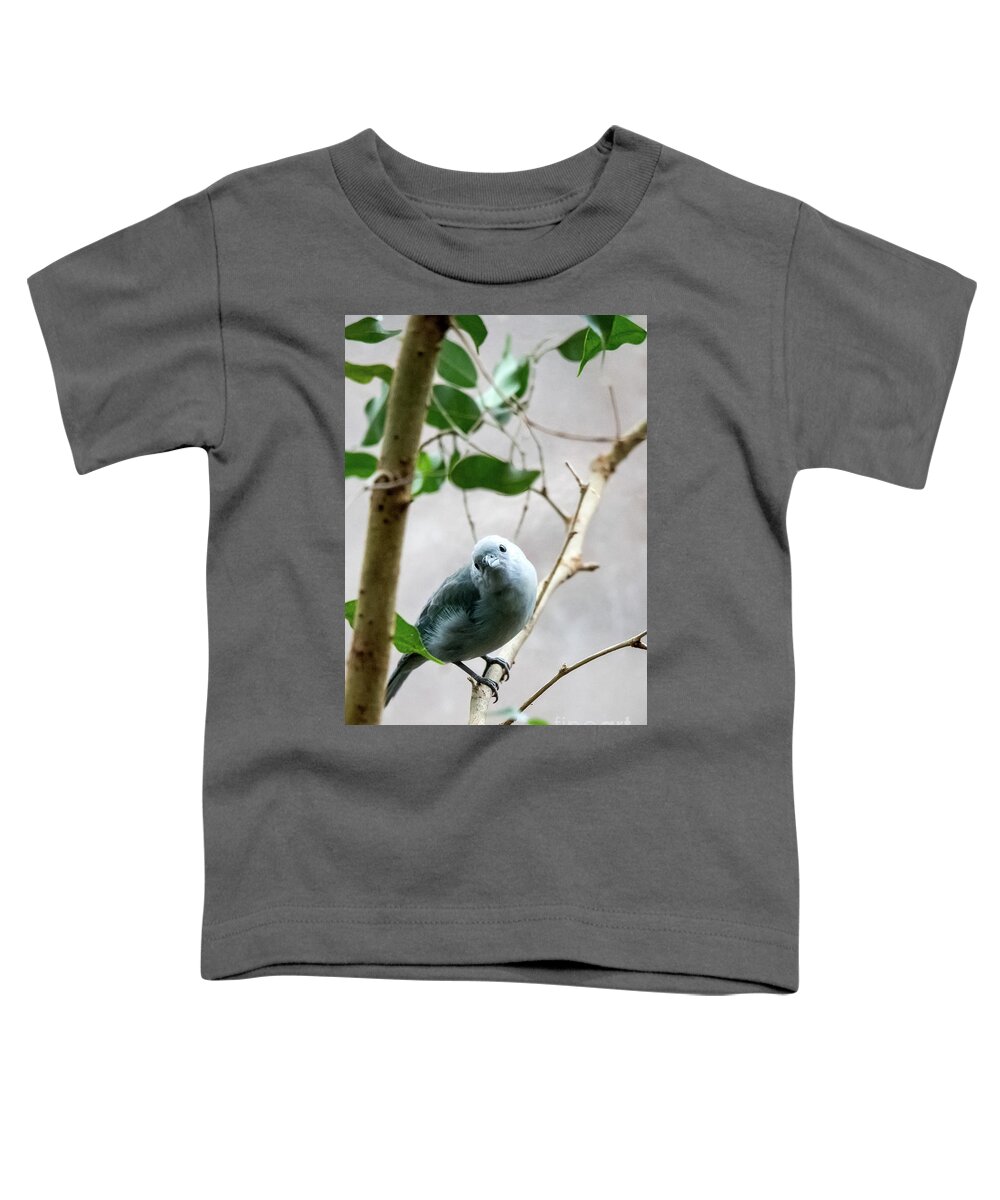 Bird Toddler T-Shirt featuring the photograph Blue-Grey Tanager by Ed Taylor