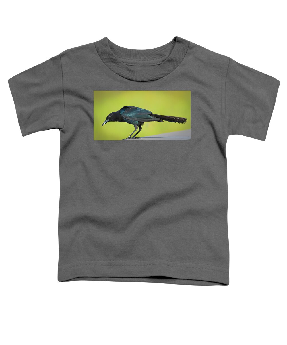Boat Toddler T-Shirt featuring the photograph Boat-Tailed Grackle Male by Richard Goldman