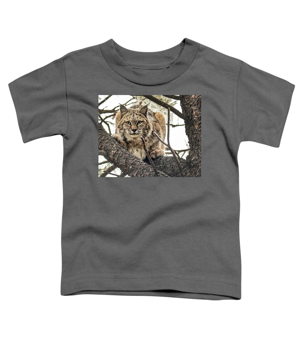 Categories Toddler T-Shirt featuring the photograph Bobcat in Winter by Dawn Key