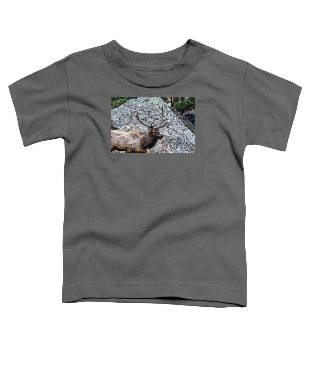 Bull Elk. Six Point Toddler T-Shirt featuring the photograph Bull Elk Granite Moss Rock by Stephen Johnson
