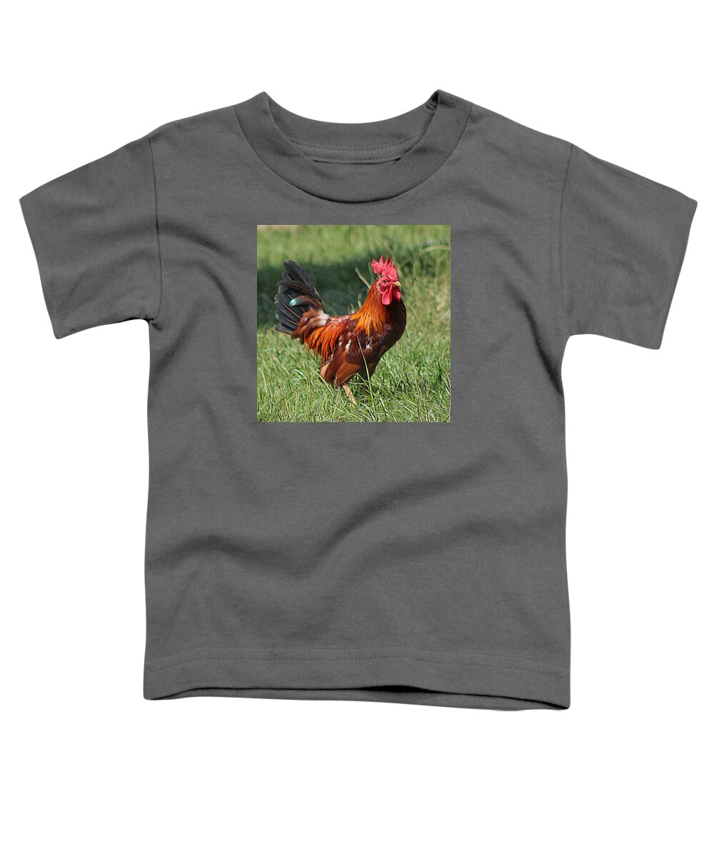 Animals Toddler T-Shirt featuring the photograph Chickens Beware - The Boss Is Here by DB Hayes