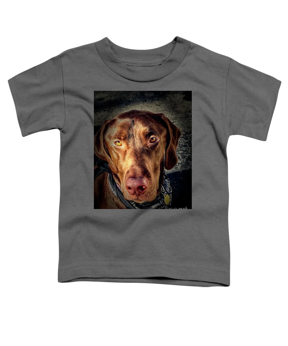 Animal Toddler T-Shirt featuring the photograph Chocolate Lab by William Norton