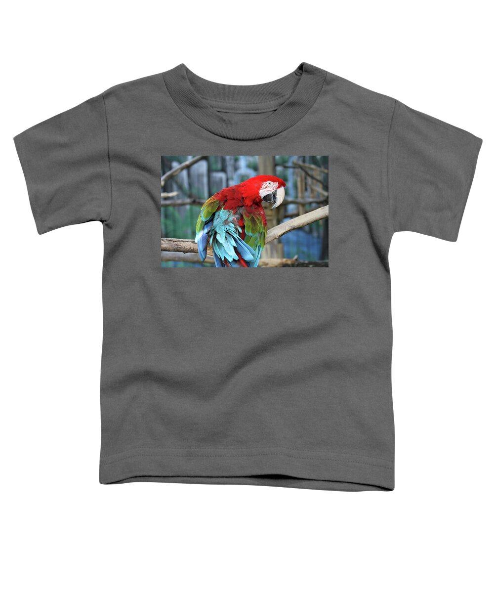 Parrot Toddler T-Shirt featuring the photograph Colors by Jackson Pearson