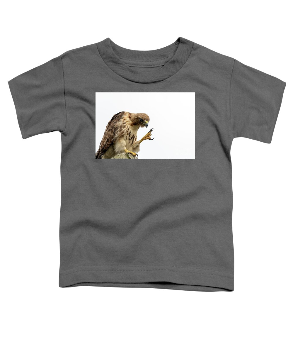 Red Tailed Hawk Toddler T-Shirt featuring the photograph Come closer kid by Sam Rino