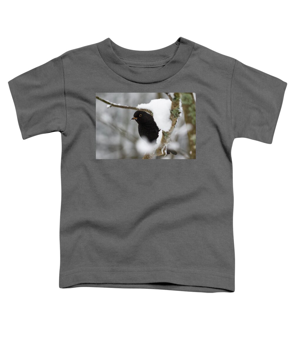 Lehtokukka Toddler T-Shirt featuring the photograph Common blackbird 12 by Jouko Lehto