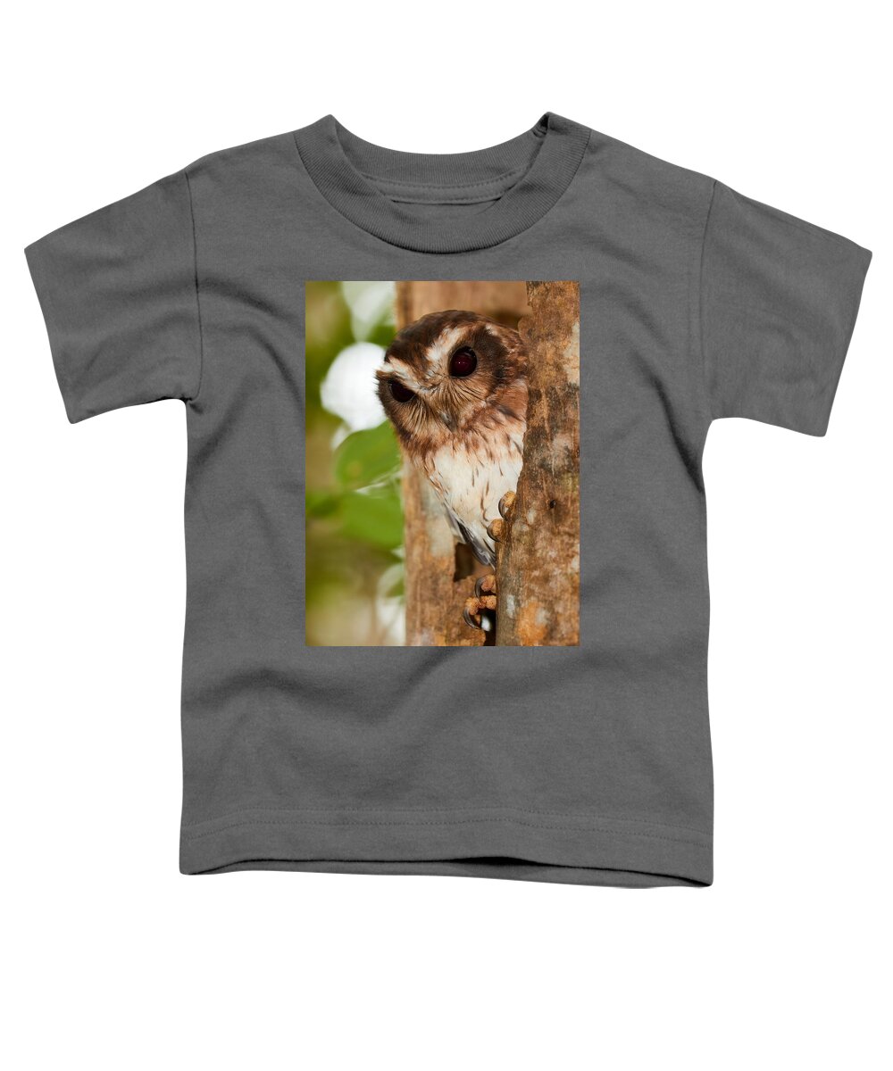 Cuba Toddler T-Shirt featuring the photograph Cuban Screech Owl by David Beebe