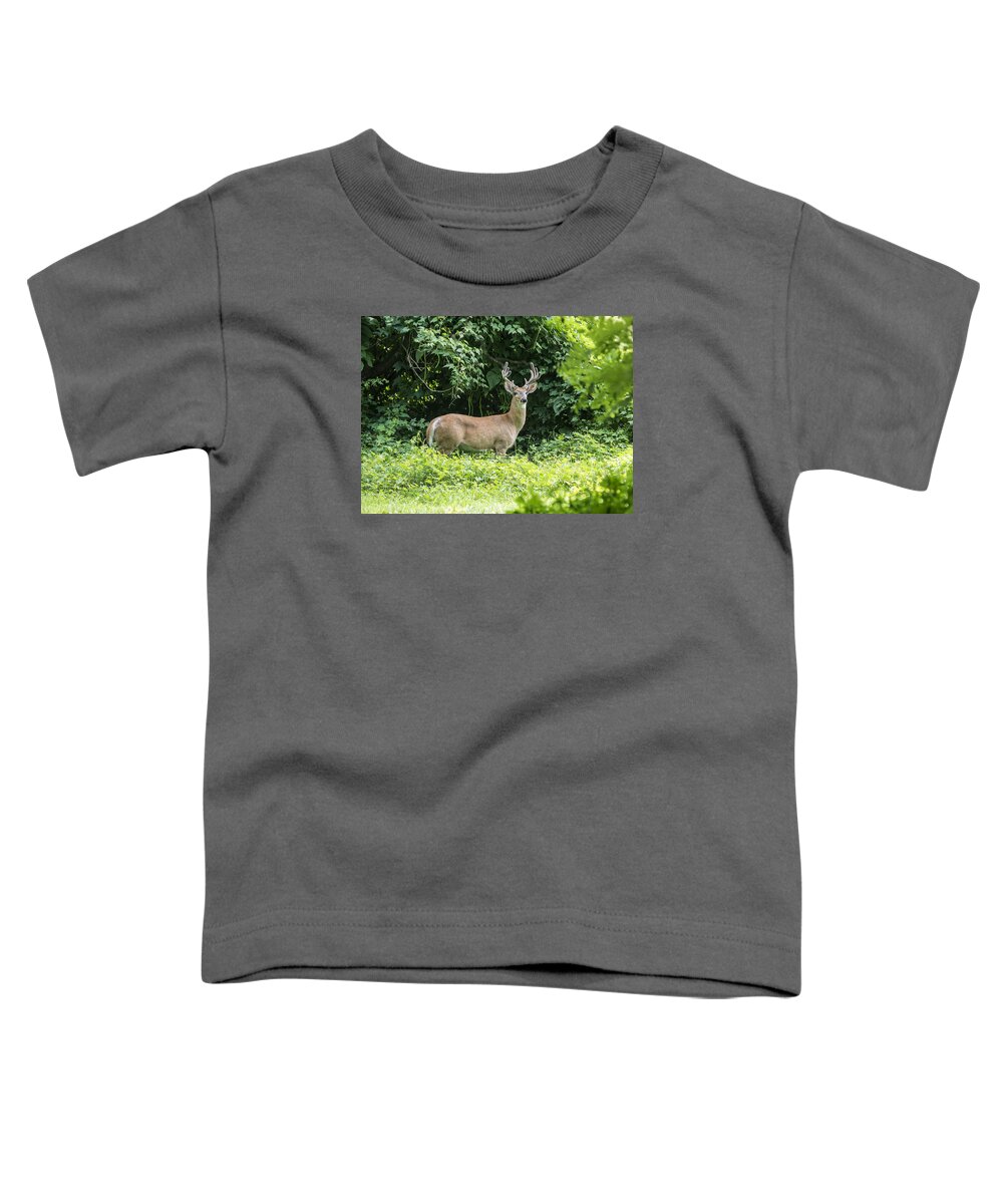 Wildlife Toddler T-Shirt featuring the photograph Eastern White Tail Deer by Paul Ross