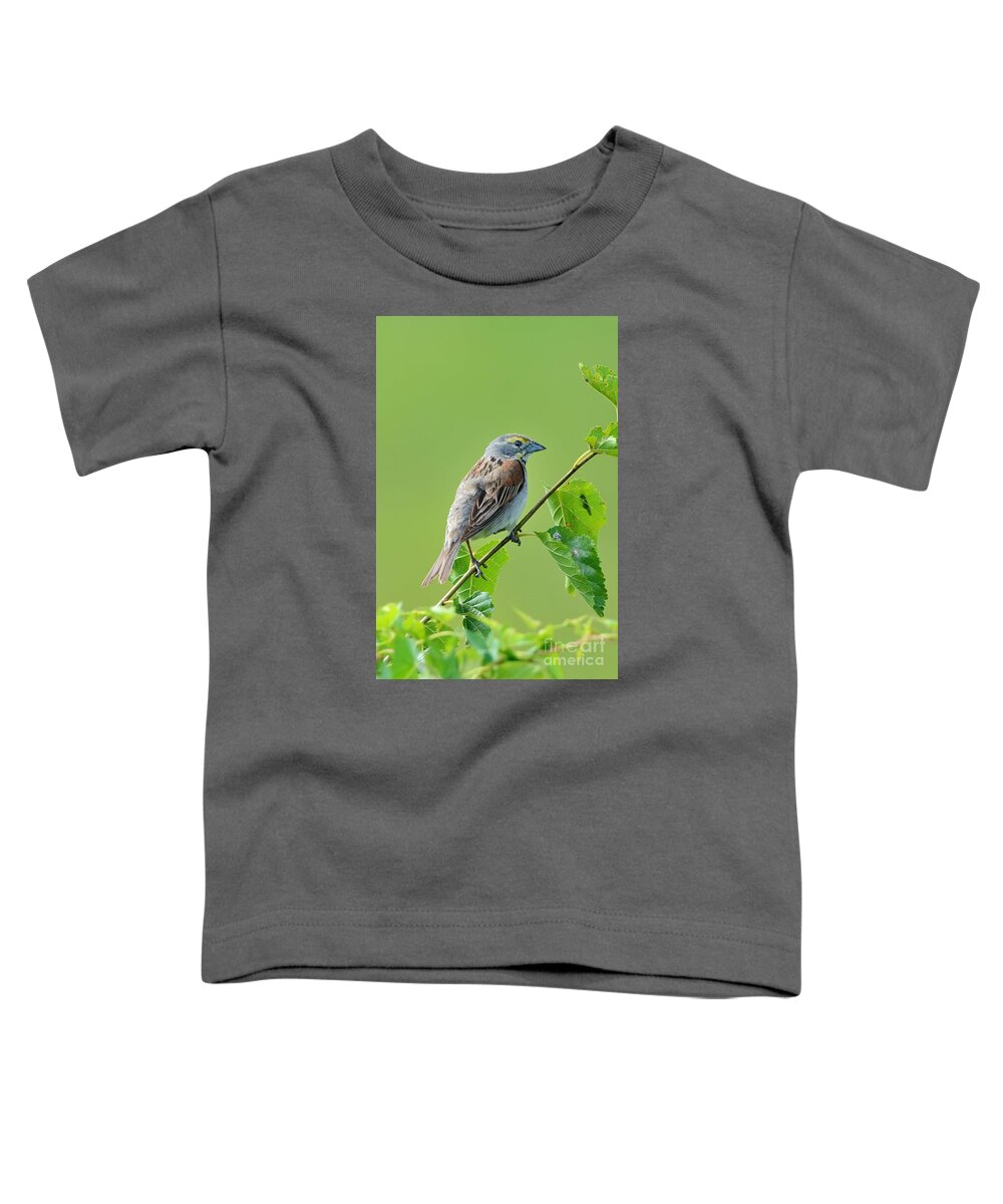 Dickthistle Dick Thistle Bird Avian Aviary Nature Wildlife Toddler T-Shirt featuring the photograph Dickthistle 0599 by Ken DePue
