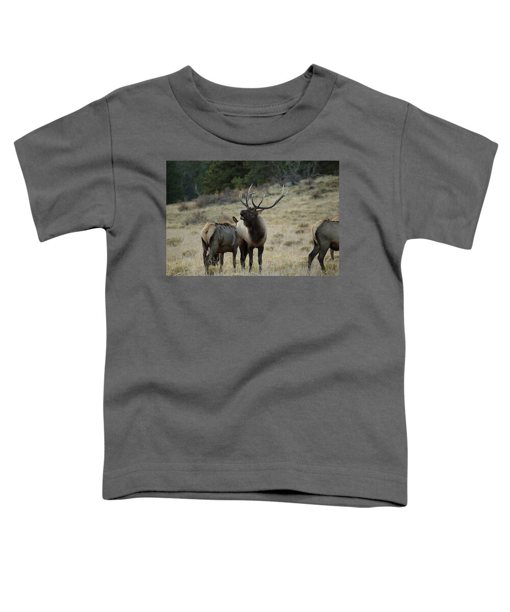 Elk Toddler T-Shirt featuring the photograph Elk Bull by David Diaz