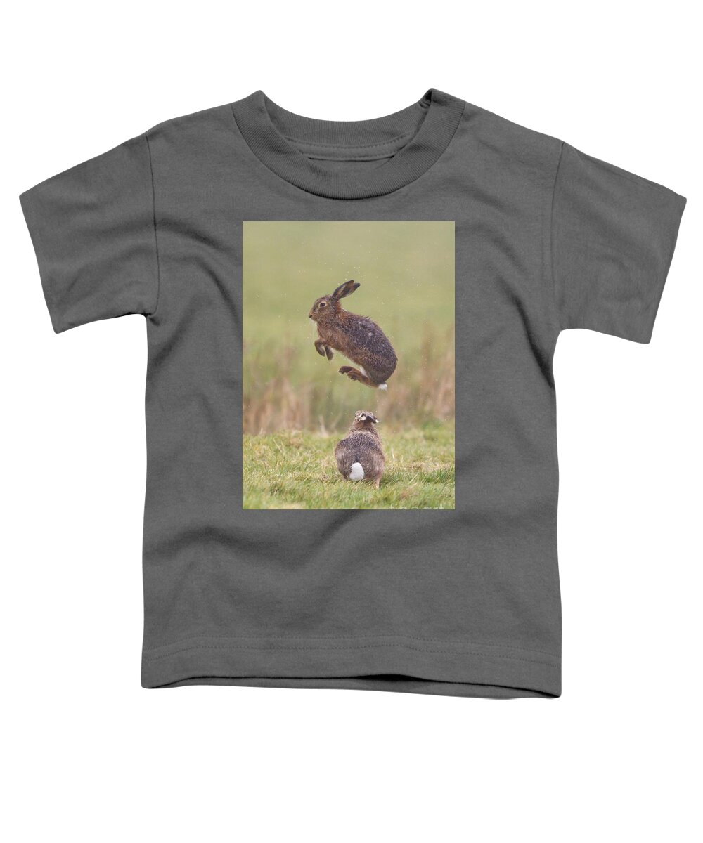 European Hares Toddler T-Shirt featuring the photograph European Hares Boxing by Paul Sawer FLPA