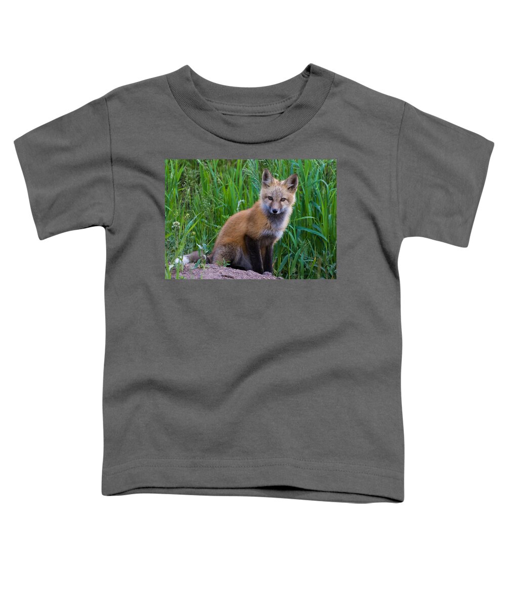 Red Fox Toddler T-Shirt featuring the photograph Fox Kit at Dusk #5 by Mindy Musick King