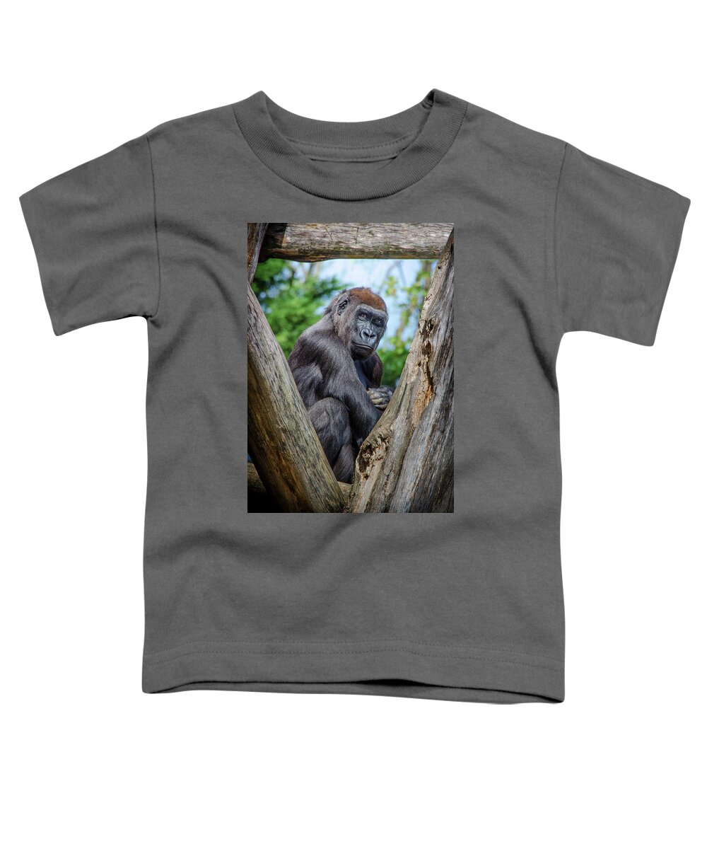 Great Apes Toddler T-Shirt featuring the photograph Framed by Neil Shapiro