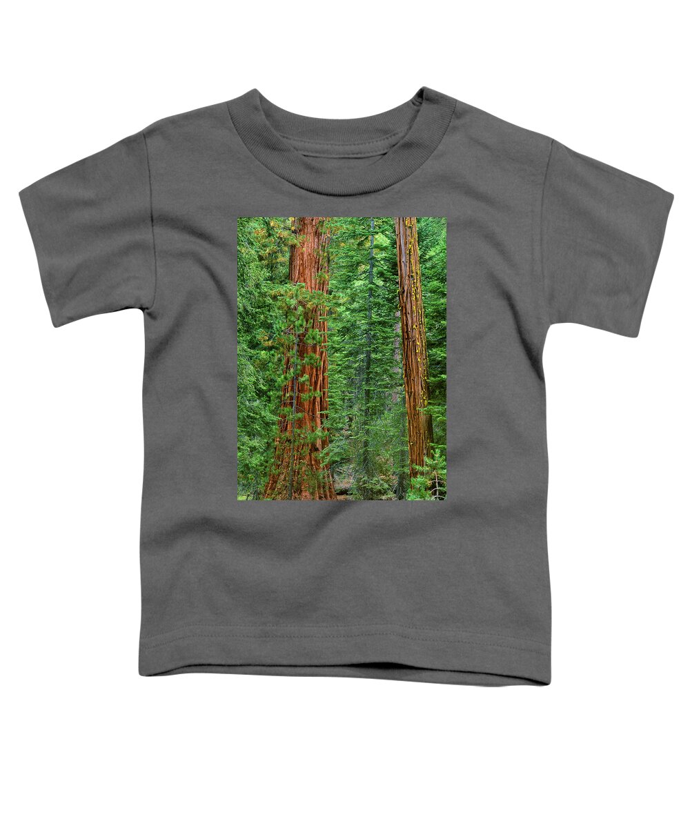 North America Toddler T-Shirt featuring the photograph Giant Sequoias Sequoiadendron Gigantium Yosemite NP CA by Dave Welling