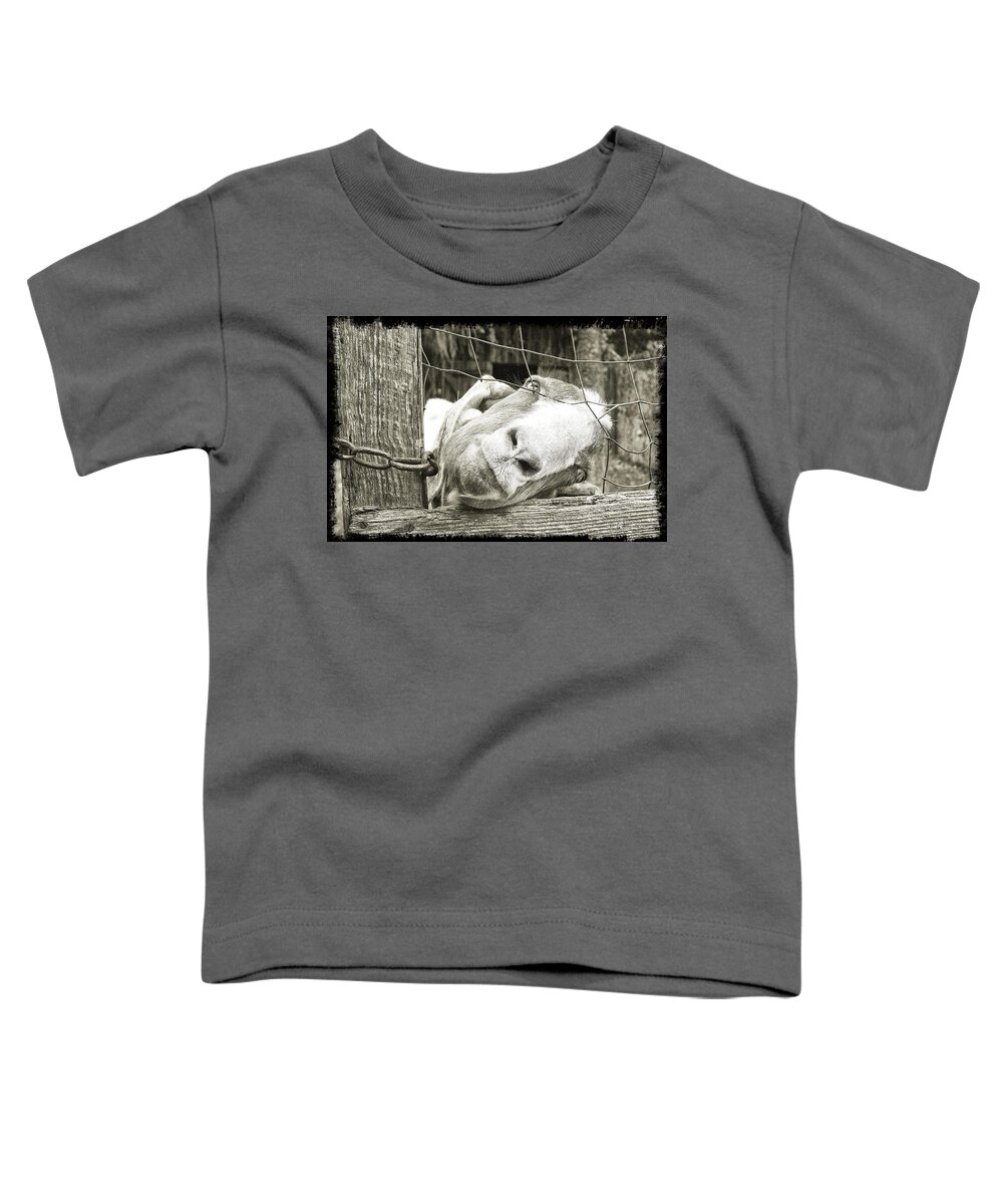 Goat Toddler T-Shirt featuring the photograph Goat Stare by Scott Hansen