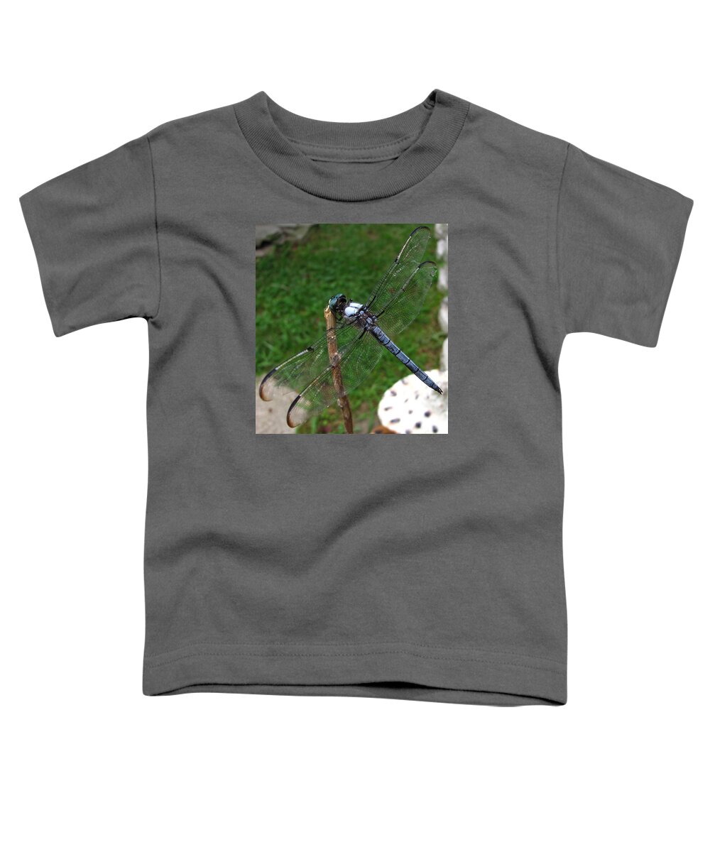 Great Blue Skimmer Dragonfly Images Great Blue Skimmer Dragonfly Prints Great Blue Skimmer Dragonfly Pics Entomology Biodiversity Nature Aerial Insects Blue Dragonfly Images Blue Dragonfly Photographs Toddler T-Shirt featuring the photograph Great Blue Skimmer by Joshua Bales