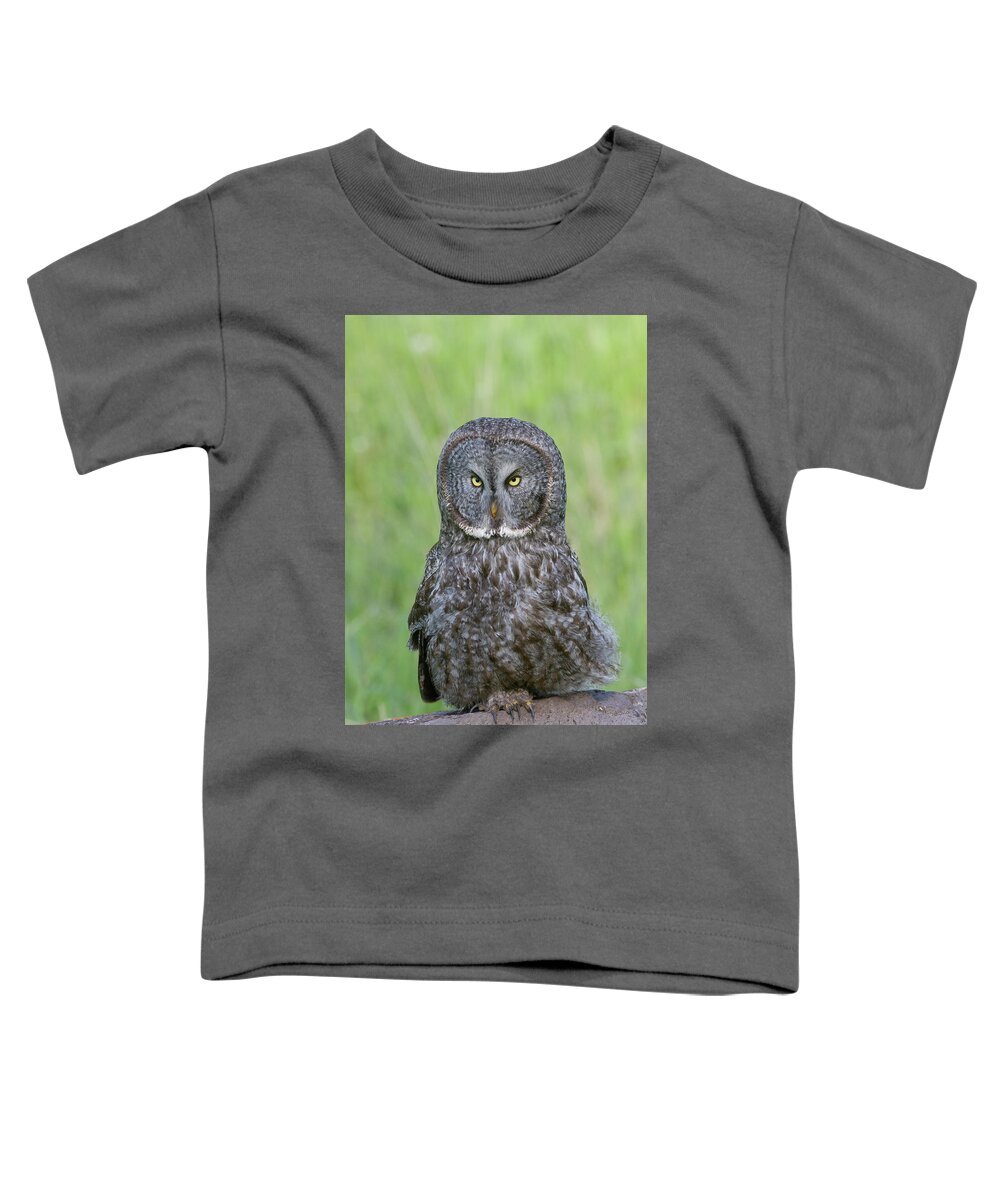 Wild Toddler T-Shirt featuring the photograph Great Gray Intensity by Mark Miller