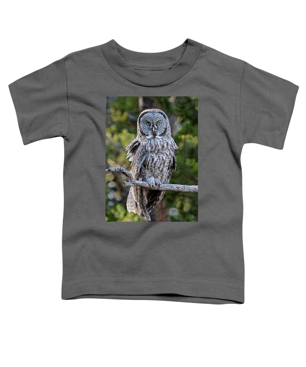 Great Grey Owl Yellowstone Toddler T-Shirt featuring the photograph Great Grey Owl Yellowstone by Wes and Dotty Weber