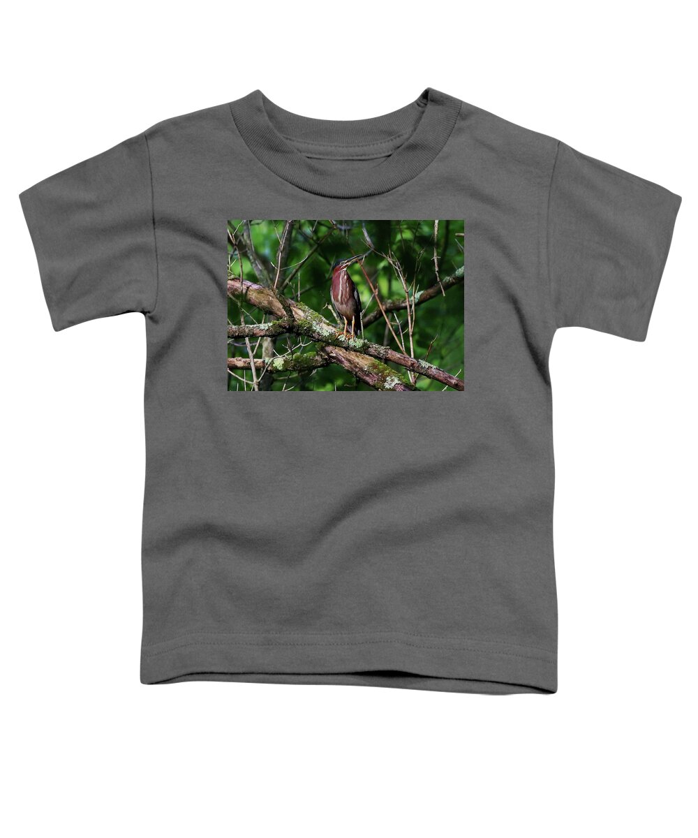 Birds Toddler T-Shirt featuring the photograph Green Heron by Kevin Craft