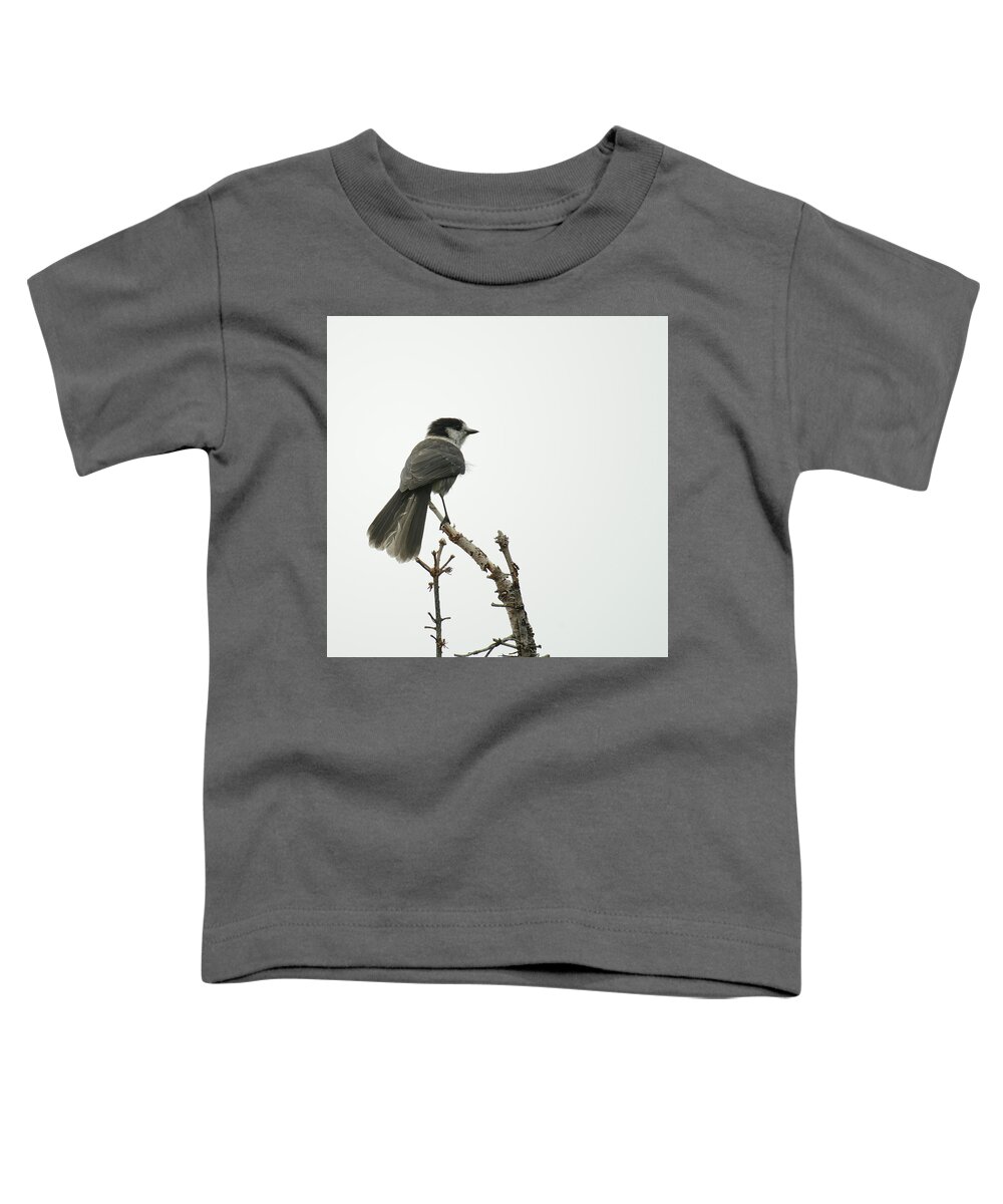 Bird Toddler T-Shirt featuring the photograph Grey Jay by Ronda Broatch