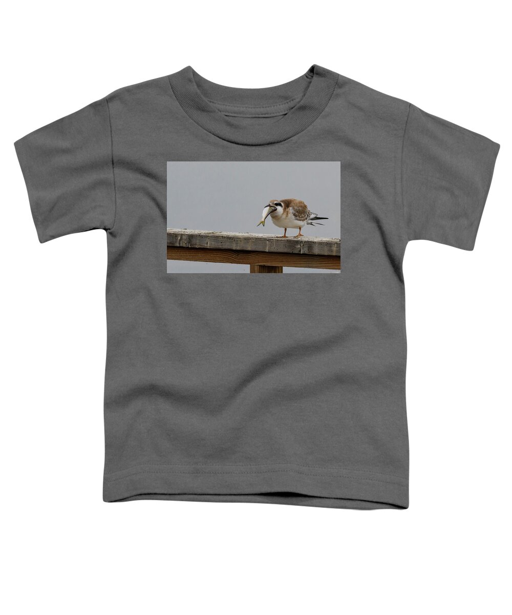 Tern Toddler T-Shirt featuring the photograph Having A Bad Day. by Sam Rino