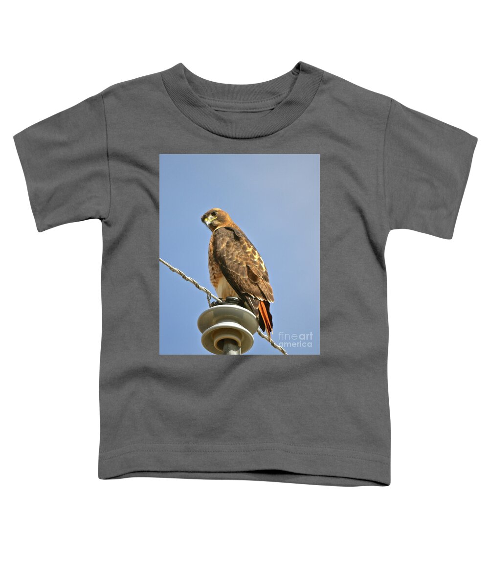 Hawk Toddler T-Shirt featuring the photograph Hawkeye by Cindy Schneider