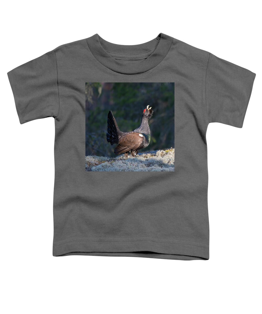 Heather Cock In The Morning Sun Toddler T-Shirt featuring the photograph Heather Cock in the Morning Sun by Torbjorn Swenelius