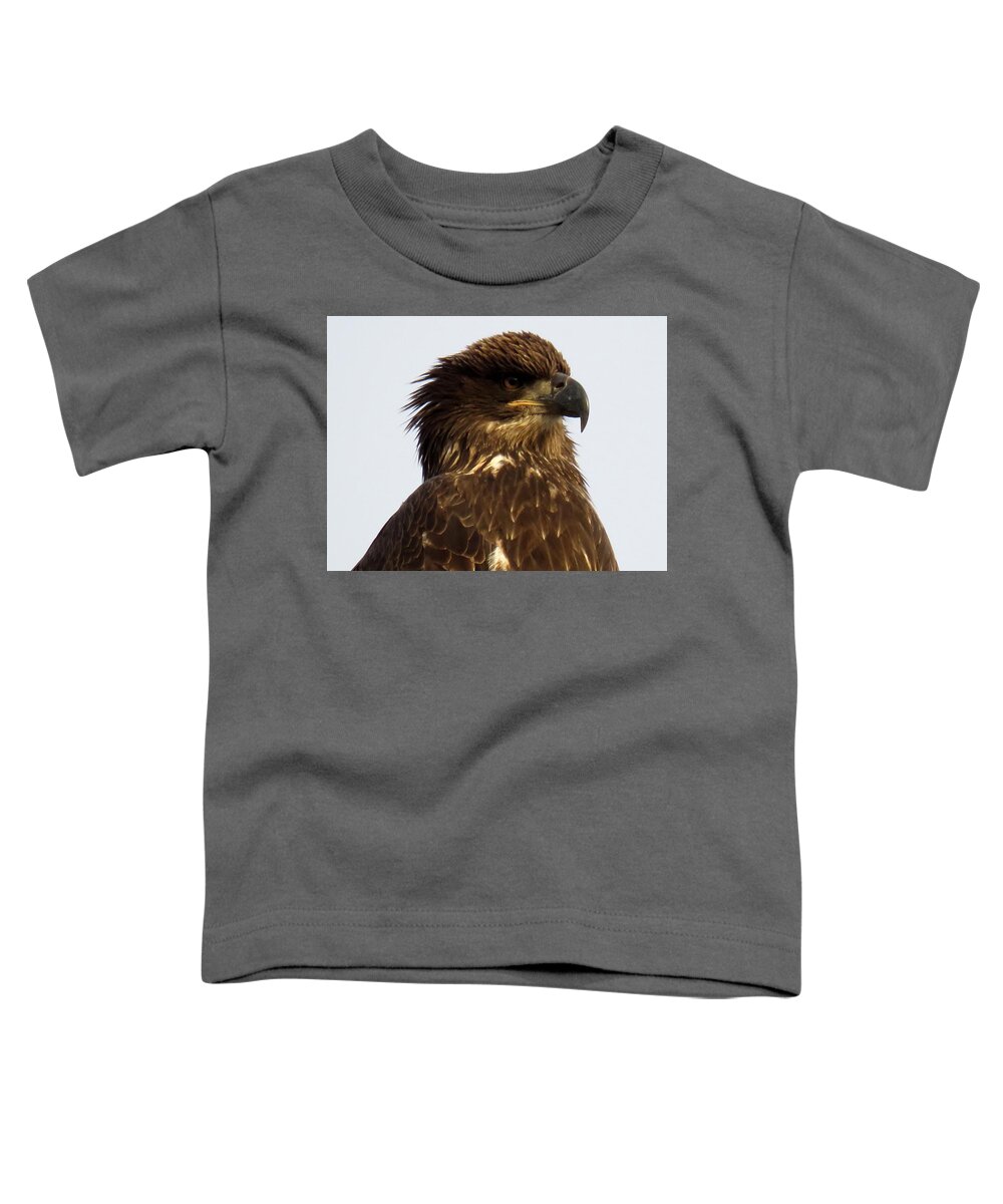 Cape Vincent Toddler T-Shirt featuring the photograph Juvenile bald eagle 2 by Dennis McCarthy